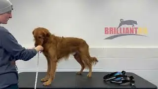 brilliantk9offical