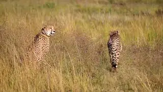 BHEEM BOY - COUPLE #bheemboy #couple #music #video #4k #smooth #relax #calm #love #animals