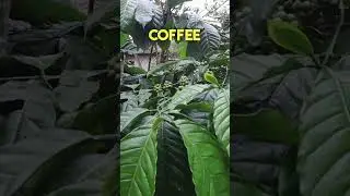 Incredible 3-STAR HOTEL ROOM 🤩 Inside a COFFEE ESTATE in Coorg #hotelreview #shorts -43/100