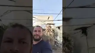 طريقة أطعام طيور الحسون في سلاكة 