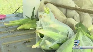 Sweet Corn stands are in the area