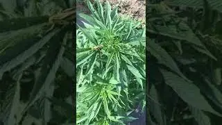 organic hemp farming