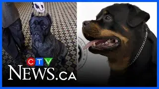 Dog handler discusses breeds involved in fatal N.S. attack