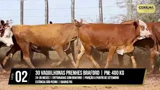 LOTE 02