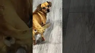 Minion does pest control