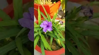 आप को उस काम में कोई नहीं हरा सकता है।#trending #motivation #garden #Ever Greenary #viralshorts#love