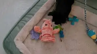 Chihuahua puppy playing #chihuahua #puppy #cutevideo