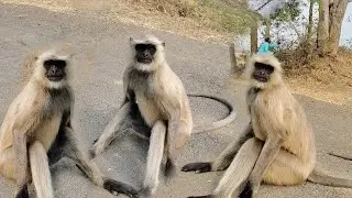 Langur Monkeys&rsquo; Funny Sitting Style | Nature Surprise