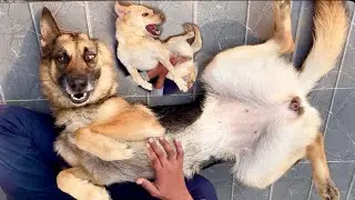 Dog Demands Belly Rub | German Shepherd Belly Rub | Labrador Retriever Belly Rub | Dog Belly Rubs