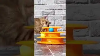 AMAZON MUST HAVES FOR CATS