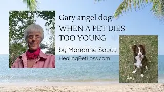 Pet loss guilt - When a pet dies too young - angel dog Gary