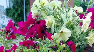 ITALY# HOW TO  MAKE ITALIAN BALCONY COLOURFUL# HAPPY SUMMER JULY 2023# LIKE AND SUBSCRIBE.