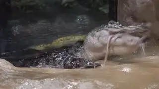 Alligators Go Crazy for Jumbo Rat / Warning Live Feeding