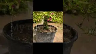 PORTULACA colourful flowers || گل دوپہری ||Moss rose || #viral #shorts #youtubeshorts