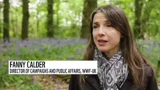 Climate change and bees | Protecting our planet | WWF