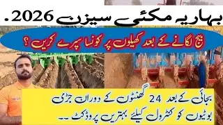 Which is the best pre emergence herbicide for spring maize | Agriculture information by Taseen