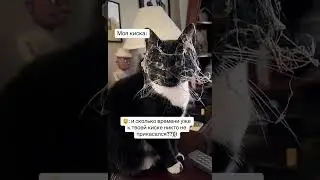 #милыекотики #котики #киска