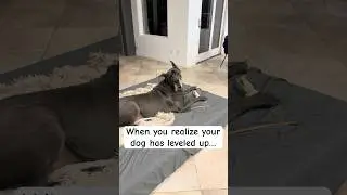 My Great Dane Opened the Treat Drawer for the First Time #greatdane #bigdog