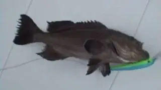 Trolling for Grouper