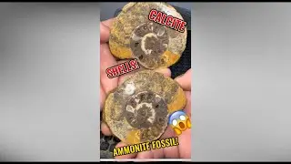 Stunning ammonite fossil with beautiful calcite chambers! #geology #ammonite #fossils #crystals