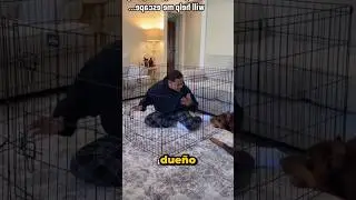 Se metió en una jaula para comprobar la inteligencia de sus perros #animals #perros