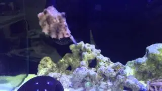 Very cute Camel Cowfish