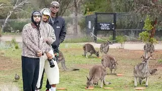 Pelicans visit zoo in Australia | NBA x NBL Melbourne Series 10/2/2025