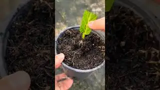 Vegetative Propagation Method (Asexual Reproduction) in plant #Ak Biology 🧫 #reels #viralvideo