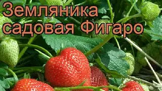 Земляника садовая Фигаро (fragaria ananassa figaro) 🌿 обзор: как сажать, рассада земляники Фигаро