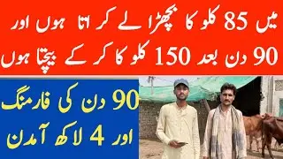 Bachra Farming Business plan in Pakistan || Bachra farming 90 days business idea