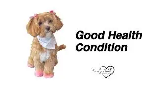 Pet Grooming Salon Chicago