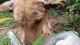 Giving food to homelees dogs #homelessdog #street dogs #Dog cambodia