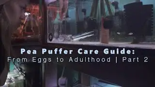 Pea Puffer Breeding Guide (Part 2) &ndash; Eggs, Fry & Grow Out