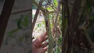 lauki mai gummy stem blight #lauki #home #garden #problem #rikeshgardenvlog