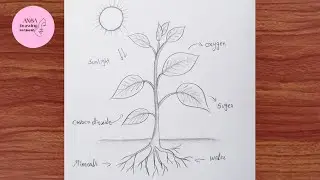 photosynthesis process of plants diagram drawing || easy diagram drawing || simple drawing