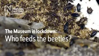 The Museum in Lockdown: Who feeds the beetles | Natural History Museum