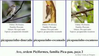 Ave, ordem Piciformes, fam&iacute;lia Pica-pau, pe&ccedil;a 2 picus picumnus veniliornis picoides sphyrapicus