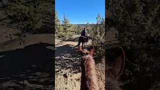 Scouting Elk fun ride #horse  #mules #hunting #lifeisbutadream