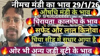 नीमच मंडी औषधि भाव today Mandi Rate, Nimach mandi bhav,nimach mandi ka bhav,oshdhi bhav, मूसली,