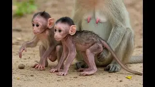 Living!! The Best Action Monkeys.