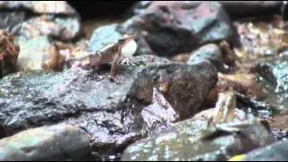 Scientists in India Discover 'Dancing Frogs'