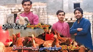 Can You Really Make Money with a 10 Hen Farm at Home in 2025?