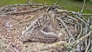 Osprey baby waiting for mom
