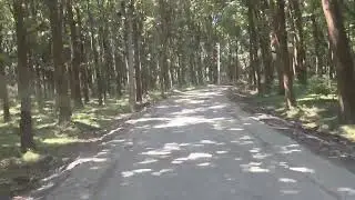 Teak wood tree forest, Westernghats, Coimbatore, Tamil nadu, India