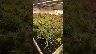 Scrog Life