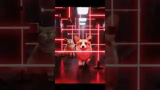 Cat&rsquo;s Laser Test Failed (Corgi Too Brave) 😂