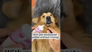 Pet toothbrush  #dropshippingsecrets #dropshipping #shopify