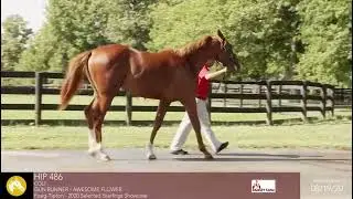Cyberknife (2022 Arkansas Derby Winner) as a yearling