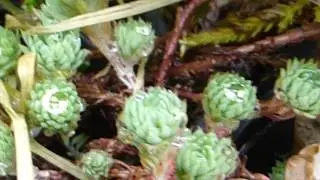 Stonecrop flowers - Sedum reflexum - Berghno&eth;ri - &THORN;ykkbl&ouml;&eth;ungur - Gar&eth;planta