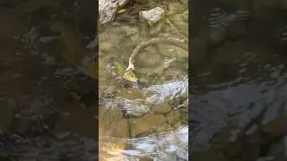 Massive snake eats trout #fish #bassfishing #snake